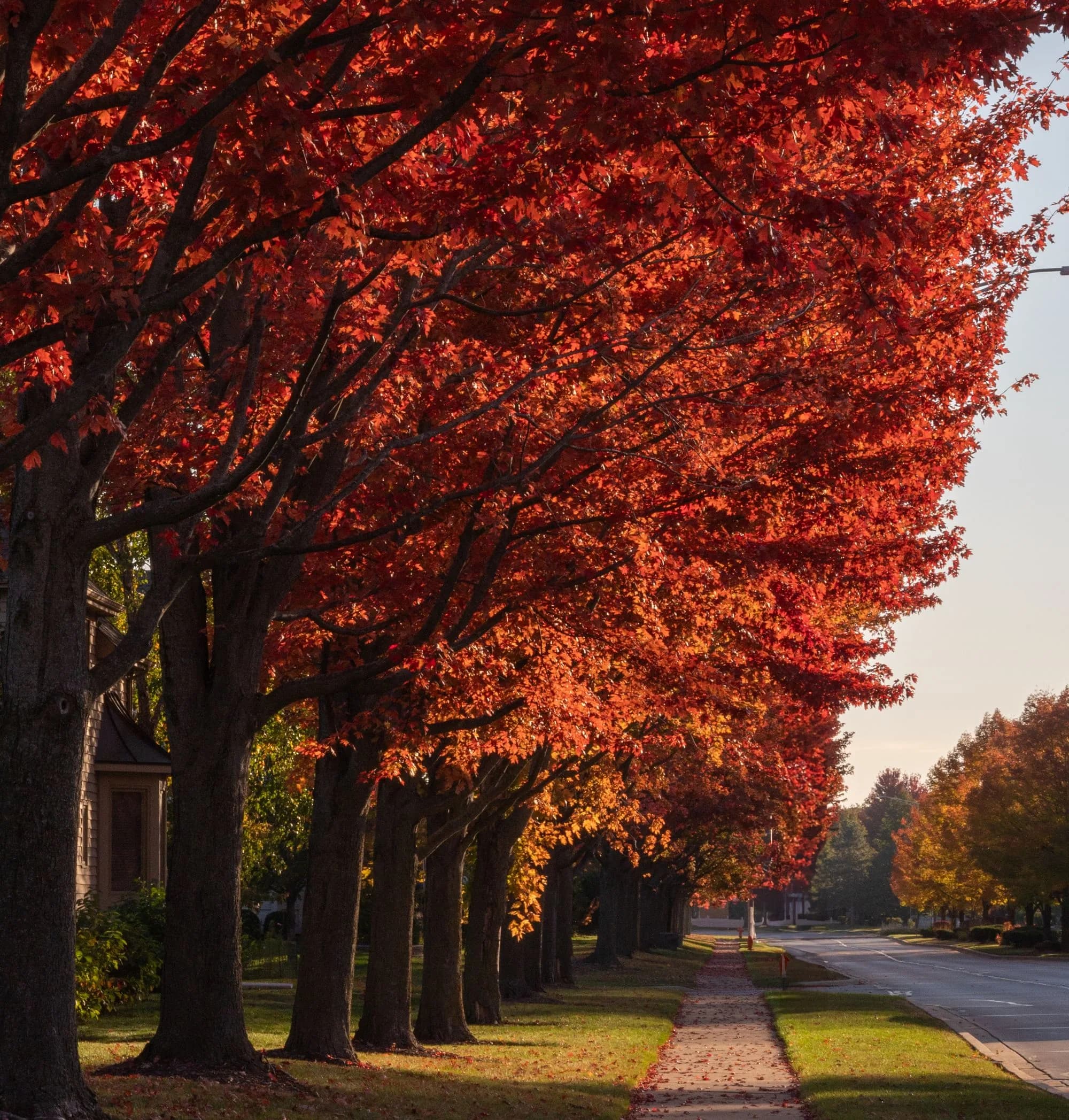 Una banqueta residencial bajo arces rojos en pleno color de otoño